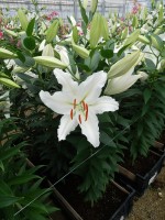 [5279 Serena Madonna No01.JPG]